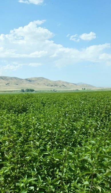 FARM SOURCING